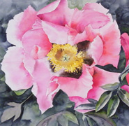 Helen Anne Hillson - Peony in the Pink